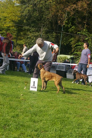 www.boxer-show.eu