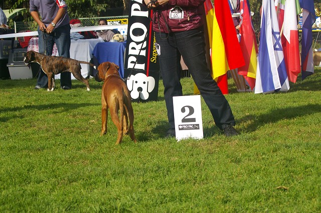 www.boxer-show.eu
