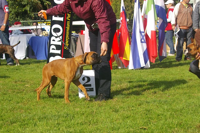 www.boxer-show.eu