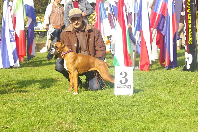 www.boxer-show.eu