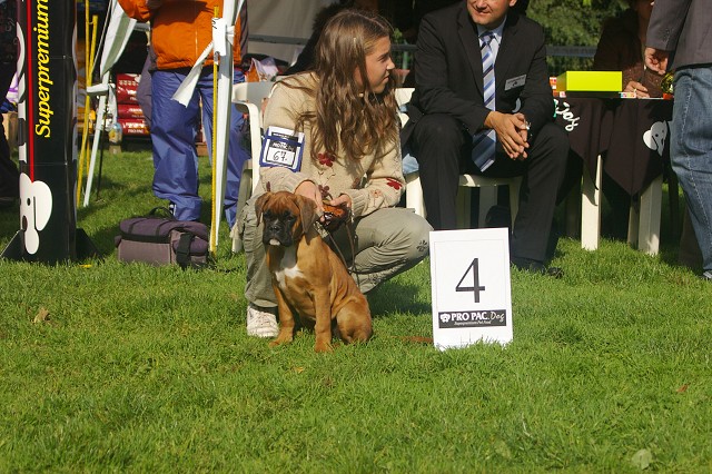 www.boxer-show.eu
