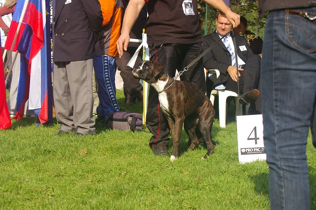 www.boxer-show.eu