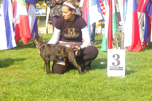 www.boxer-show.eu