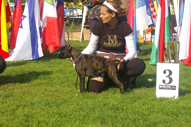 www.boxer-show.eu