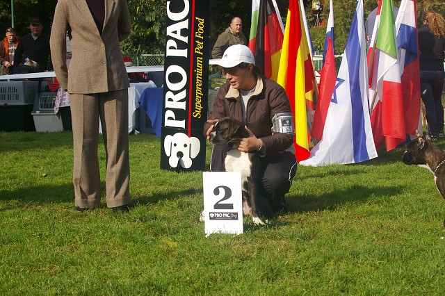 www.boxer-show.eu