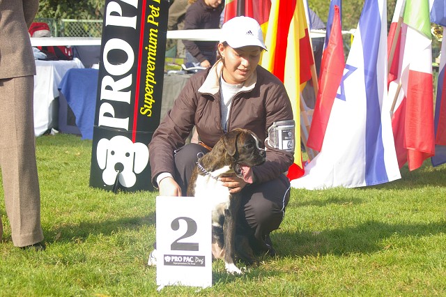 www.boxer-show.eu