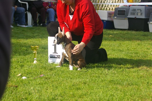 www.boxer-show.eu