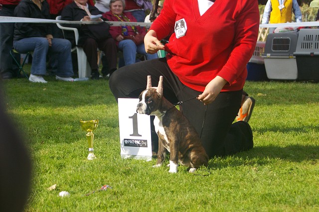 www.boxer-show.eu