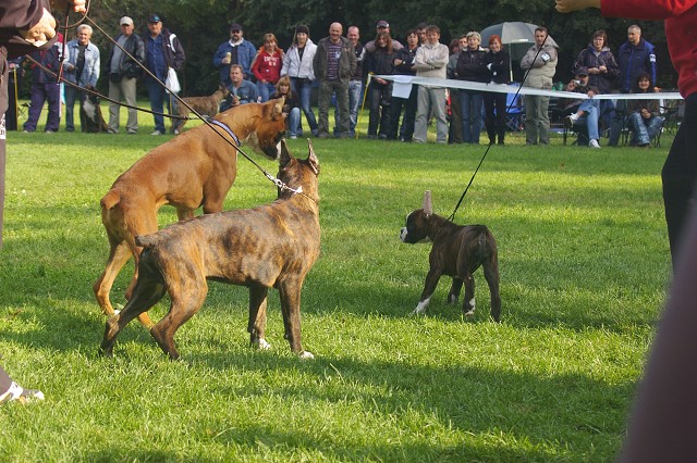 www.boxer-show.eu