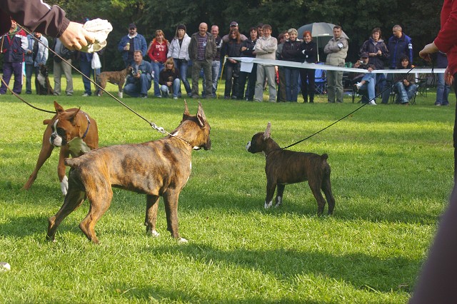 www.boxer-show.eu