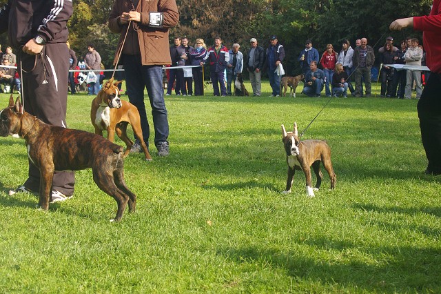 www.boxer-show.eu