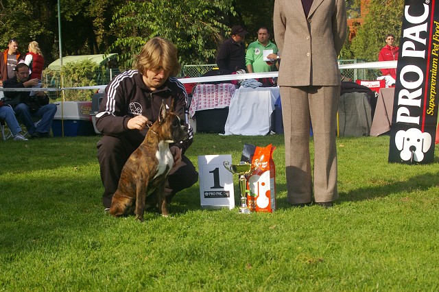www.boxer-show.eu
