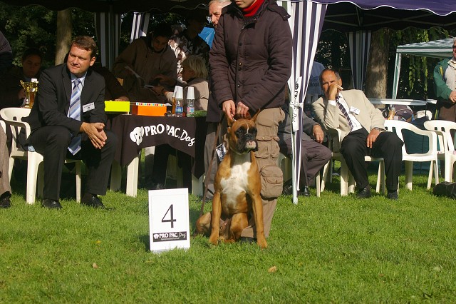 www.boxer-show.eu