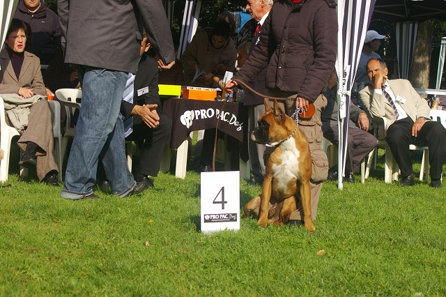 www.boxer-show.eu