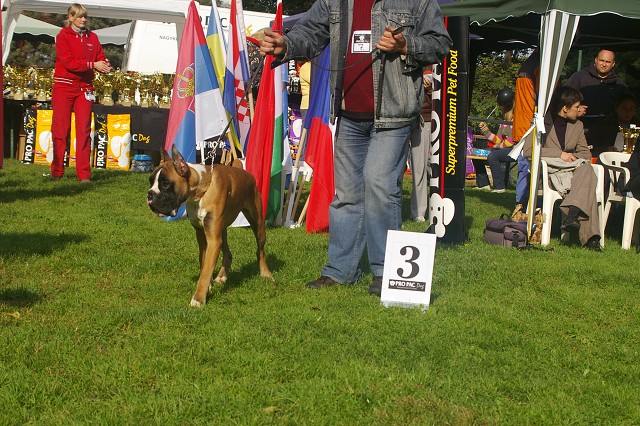 www.boxer-show.eu
