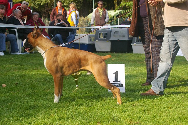 www.boxer-show.eu