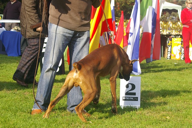 www.boxer-show.eu