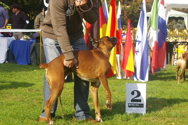 www.boxer-show.eu