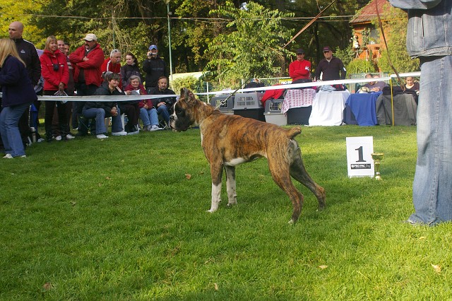 www.boxer-show.eu