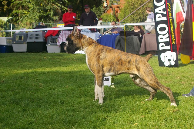 www.boxer-show.eu