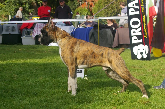 www.boxer-show.eu