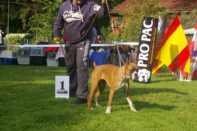 www.boxer-show.eu