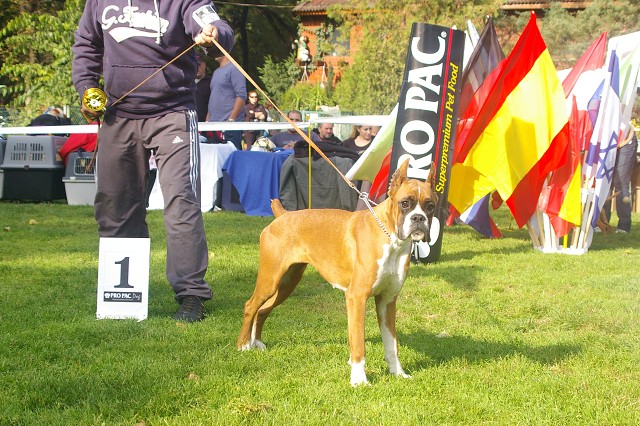 www.boxer-show.eu