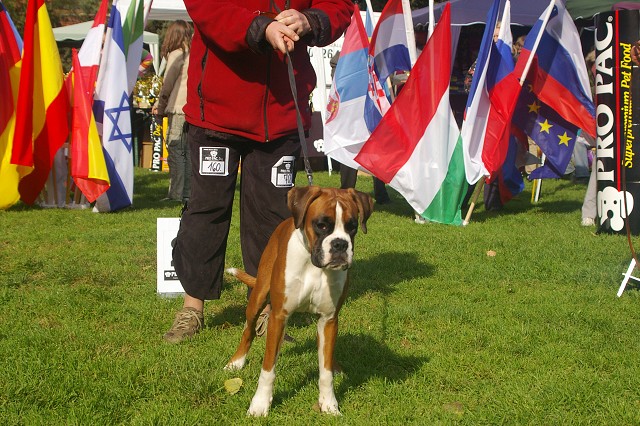 www.boxer-show.eu