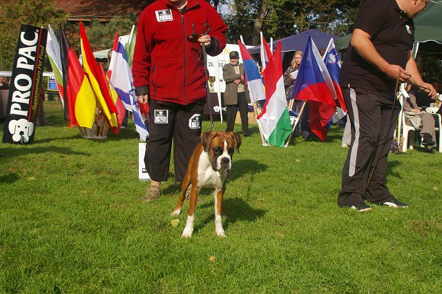 www.boxer-show.eu