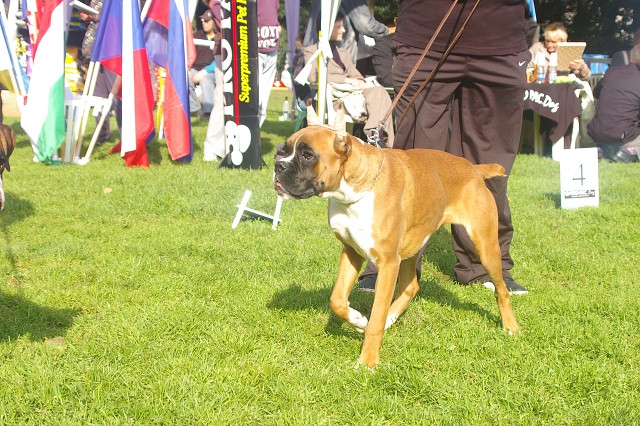 www.boxer-show.eu