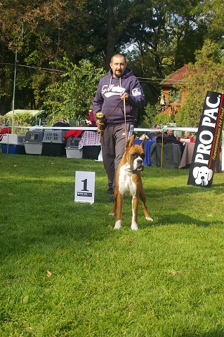 www.boxer-show.eu