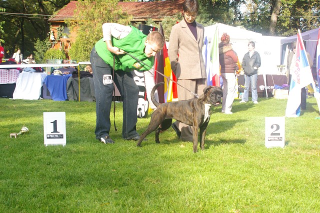 www.boxer-show.eu