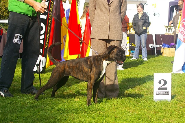 www.boxer-show.eu