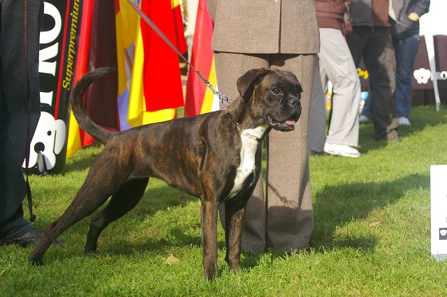 www.boxer-show.eu