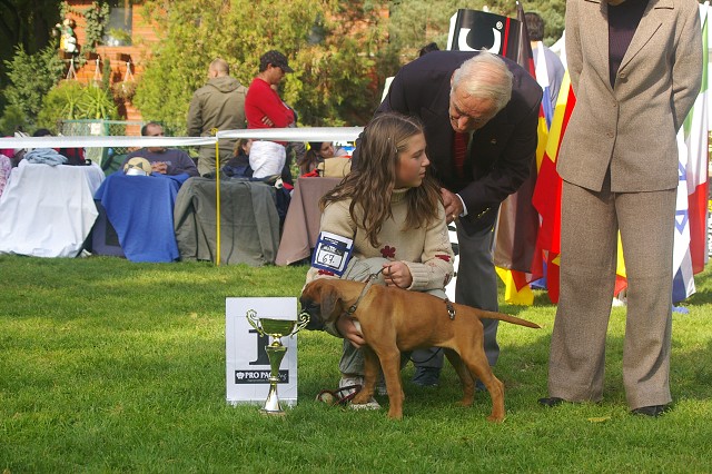 www.boxer-show.eu