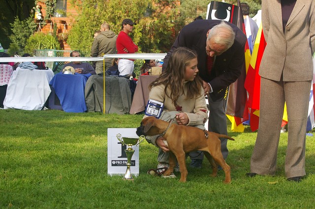 www.boxer-show.eu