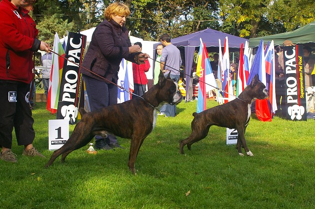 www.boxer-show.eu