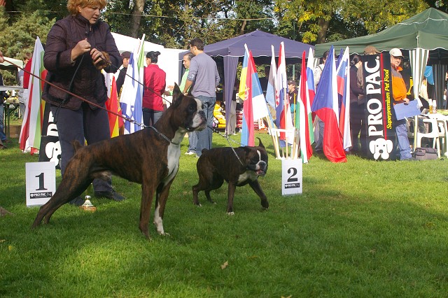 www.boxer-show.eu