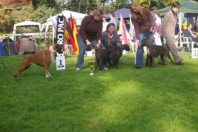 www.boxer-show.eu