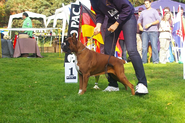 www.boxer-show.eu