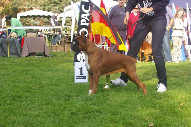 www.boxer-show.eu