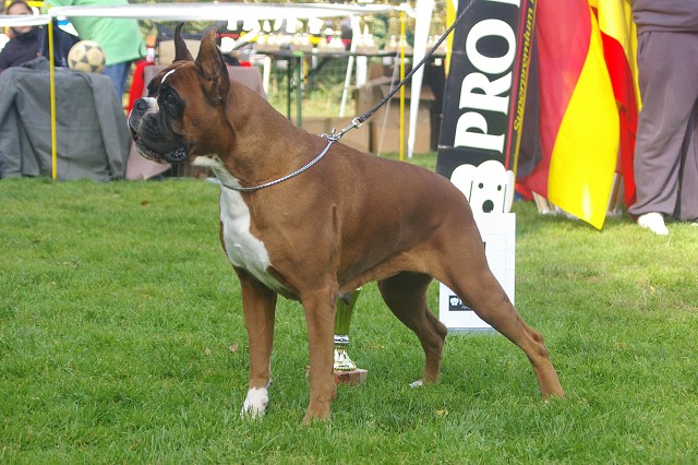 www.boxer-show.eu
