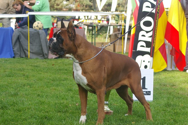 www.boxer-show.eu