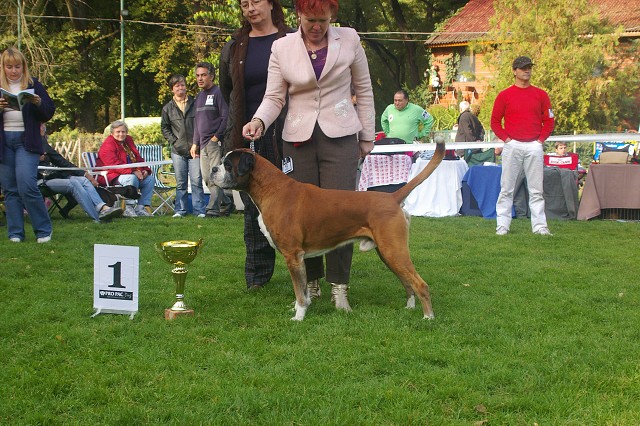 www.boxer-show.eu