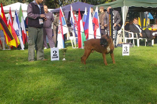 www.boxer-show.eu