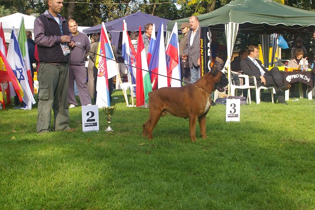 www.boxer-show.eu