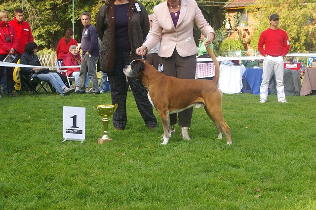 www.boxer-show.eu