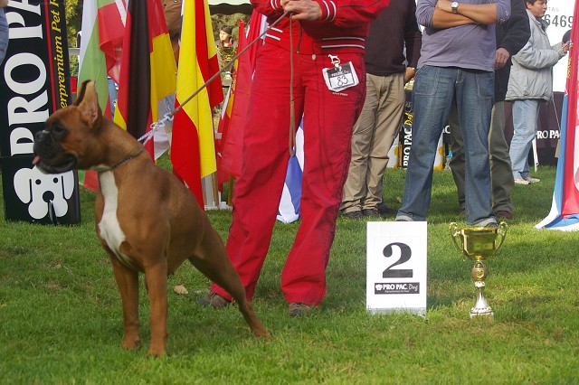 www.boxer-show.eu