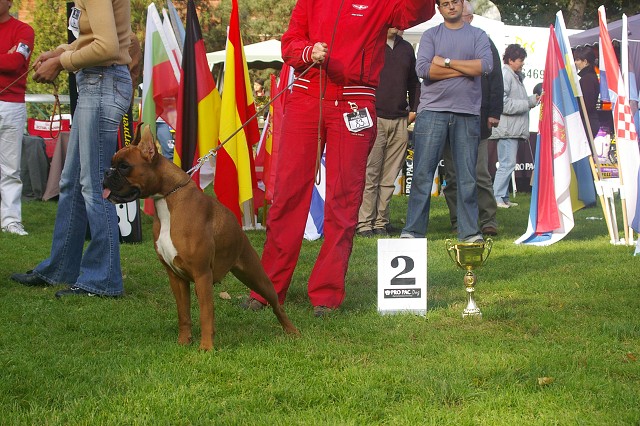 www.boxer-show.eu