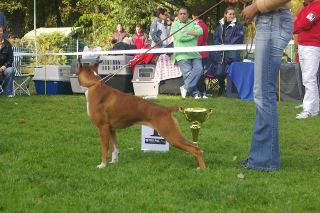 www.boxer-show.eu
